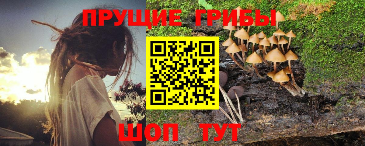 Бийск  Псилоцибиновые грибы Magic Shrooms  Вход с VPN  Галлюциногенные грибы Psilocybine cubensis 